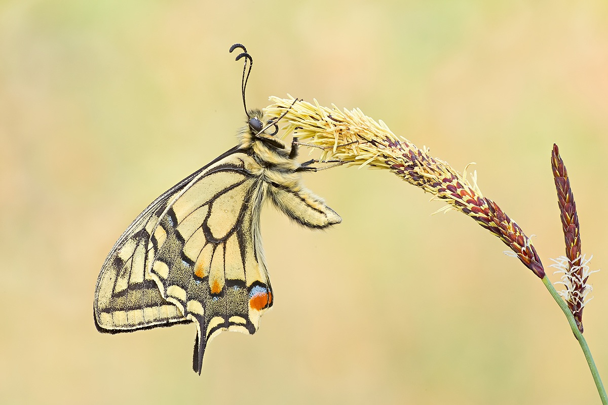 Machaon