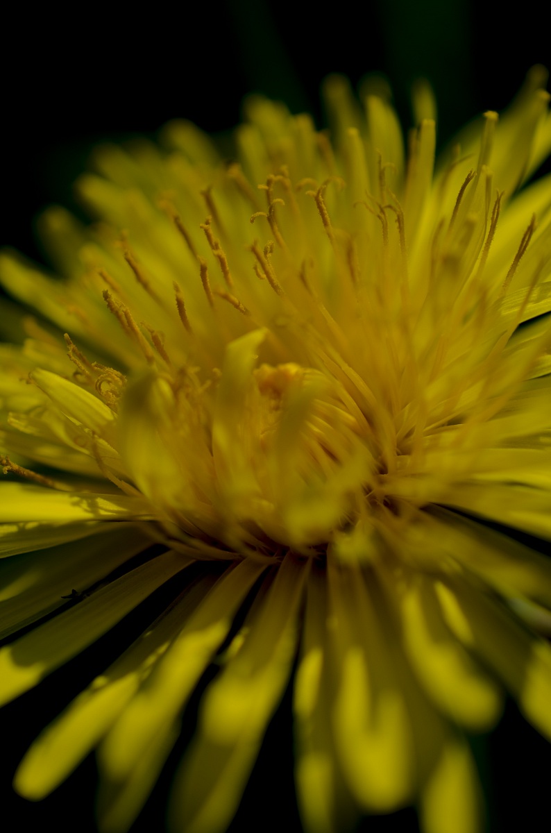 Fiore giallo