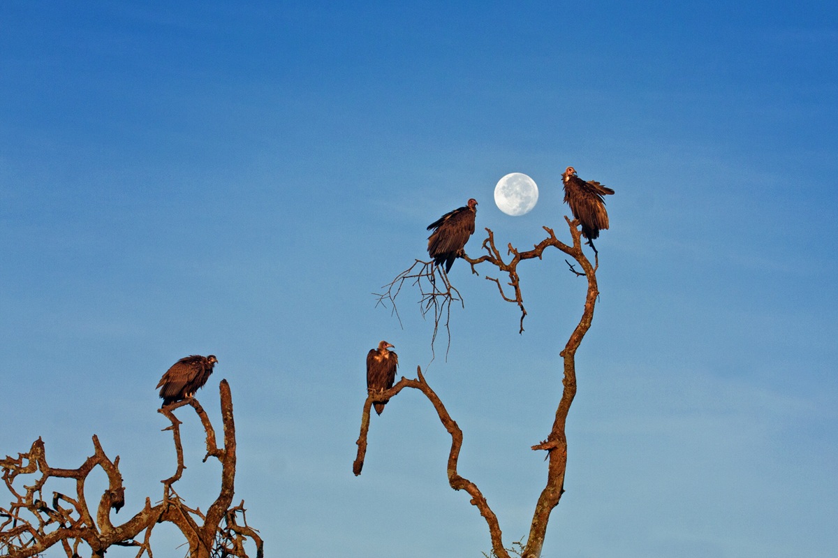 The 4 horsemen of the 'Apocalypse