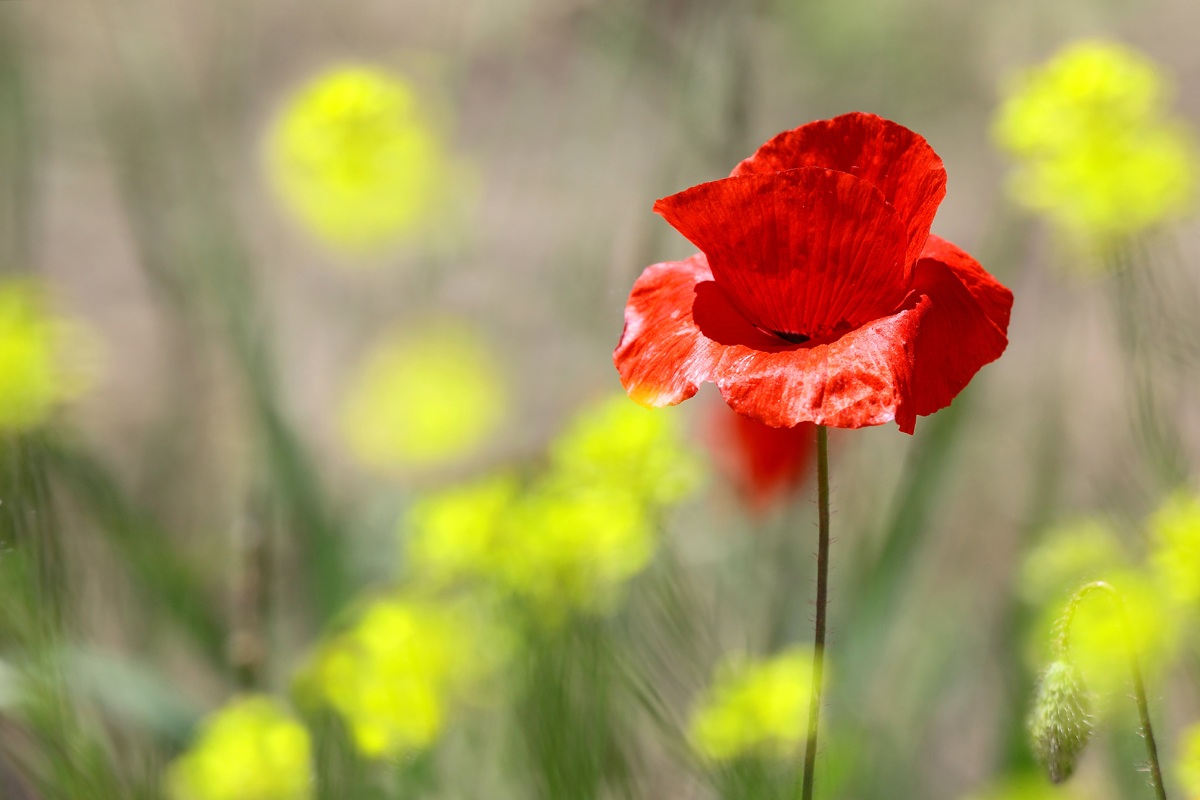 Red poppy