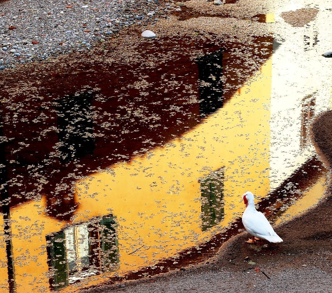 Specchiandosi nei riflessi