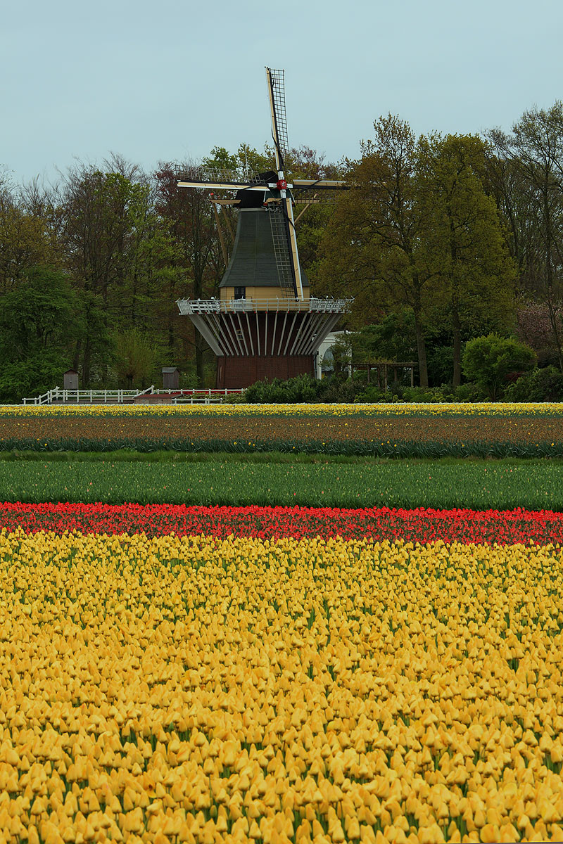 Il mulino di Keukenhof