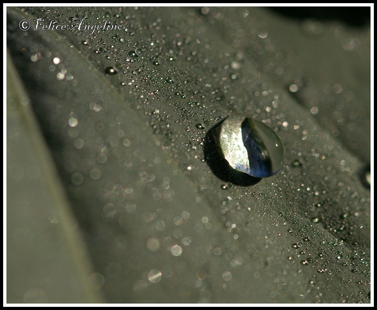 Raindrop