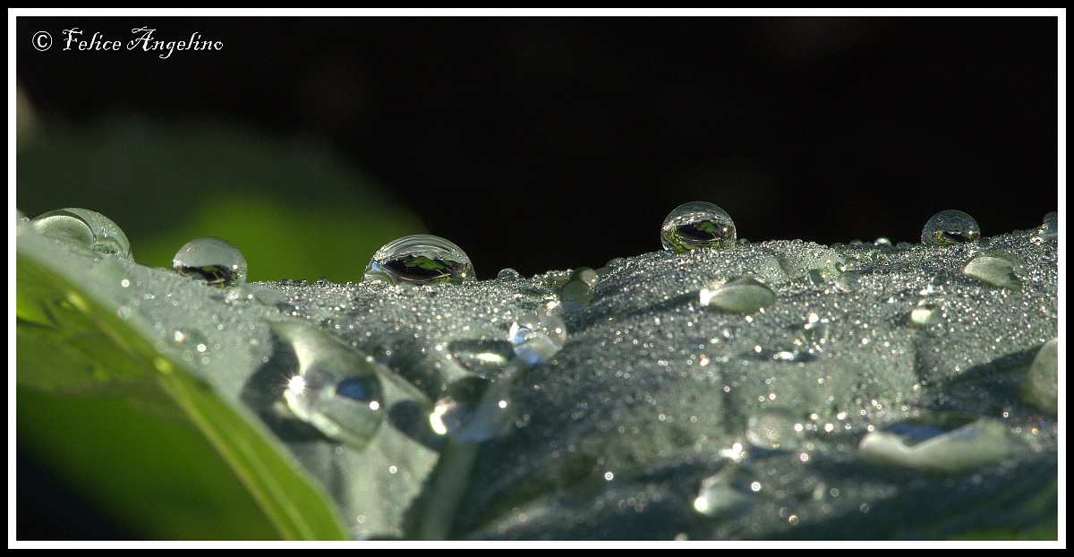Raindrop