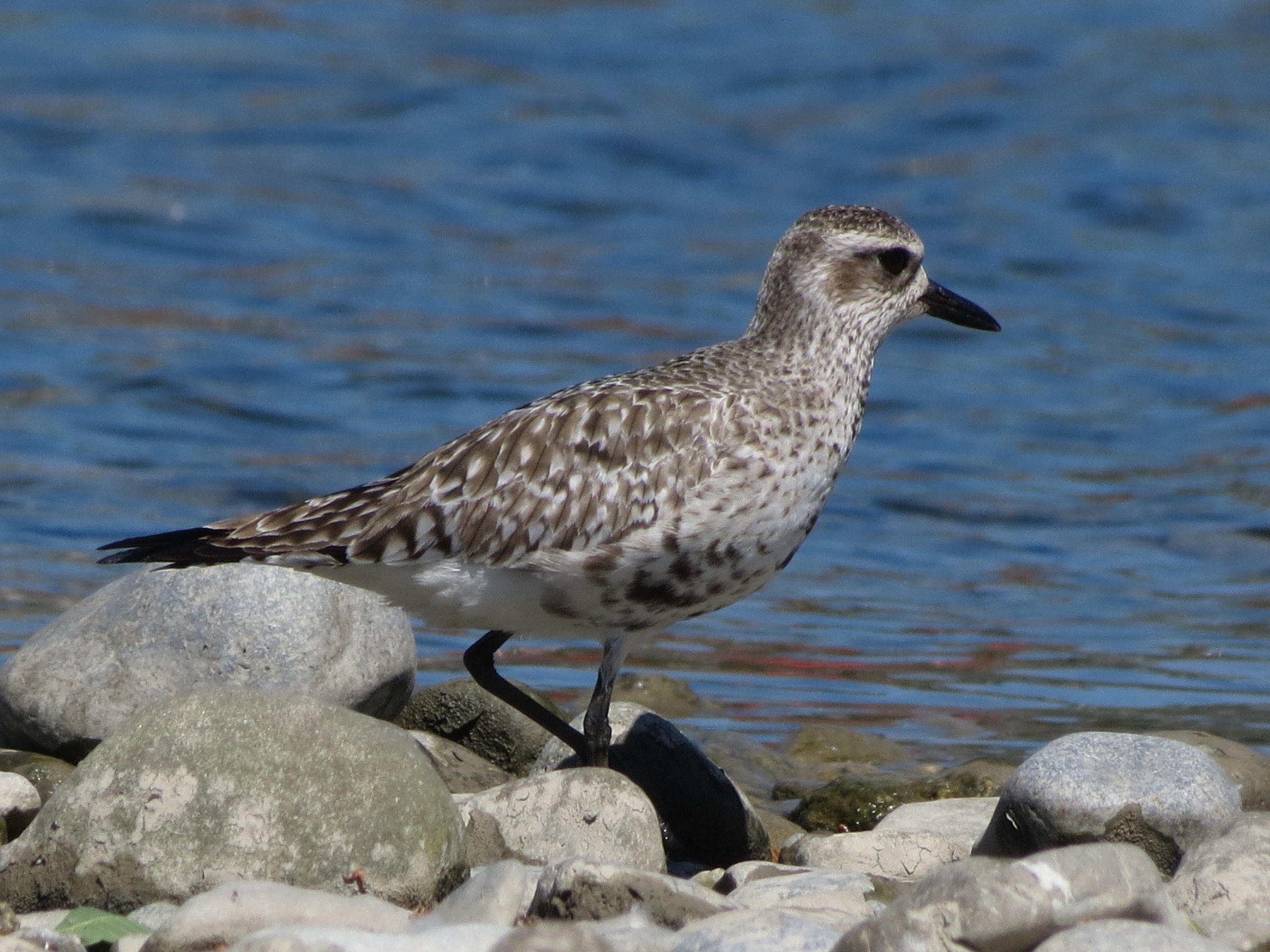 Black-bellied Plover