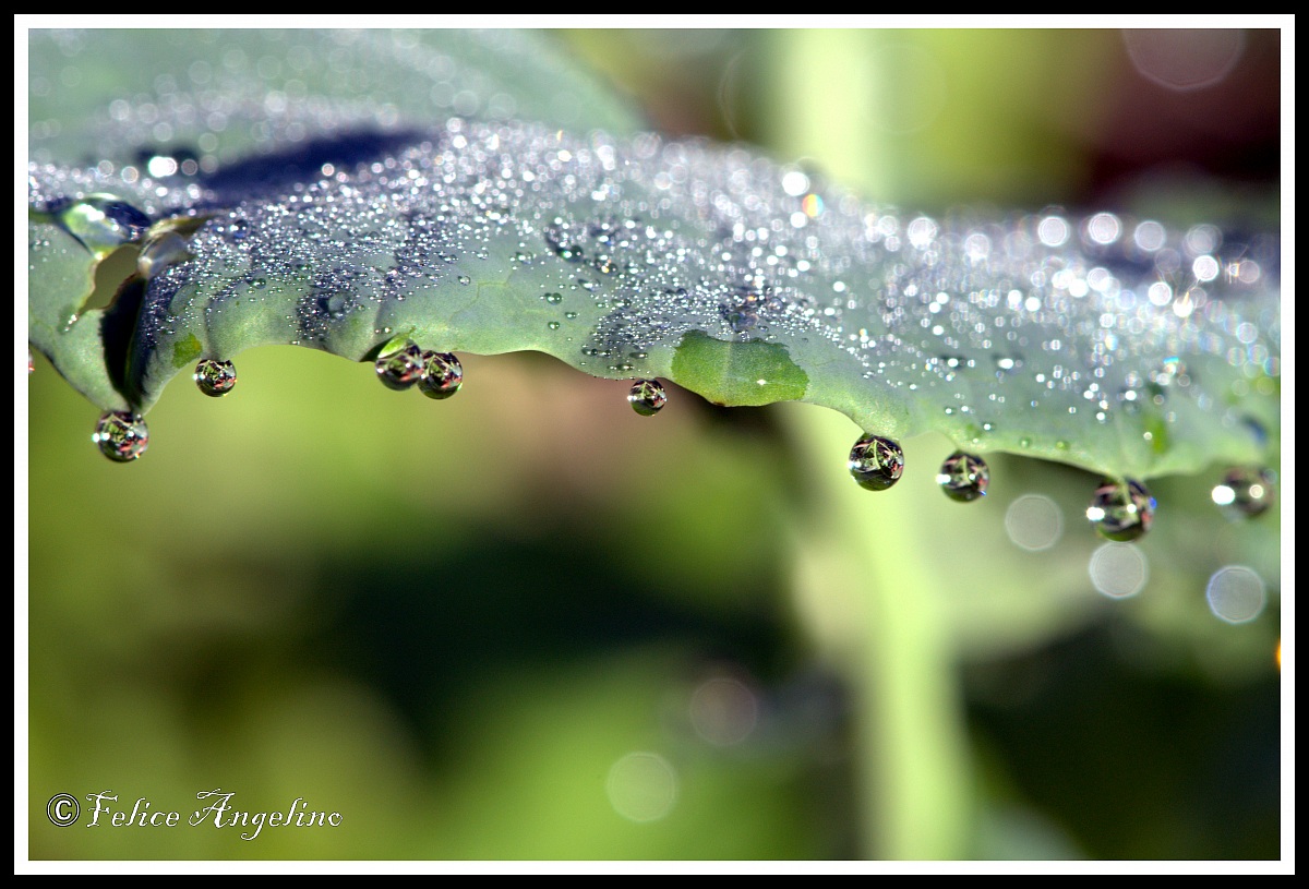 Raindrop