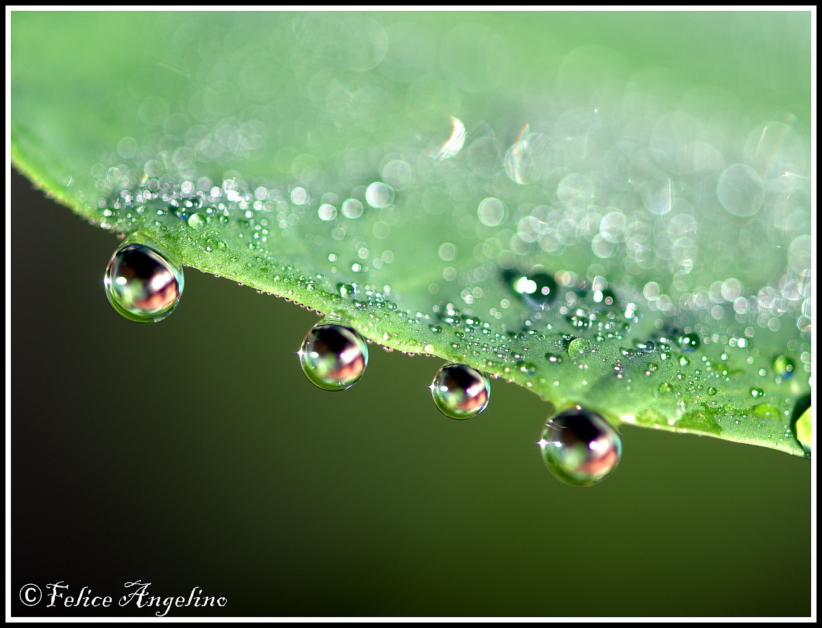 Raindrop