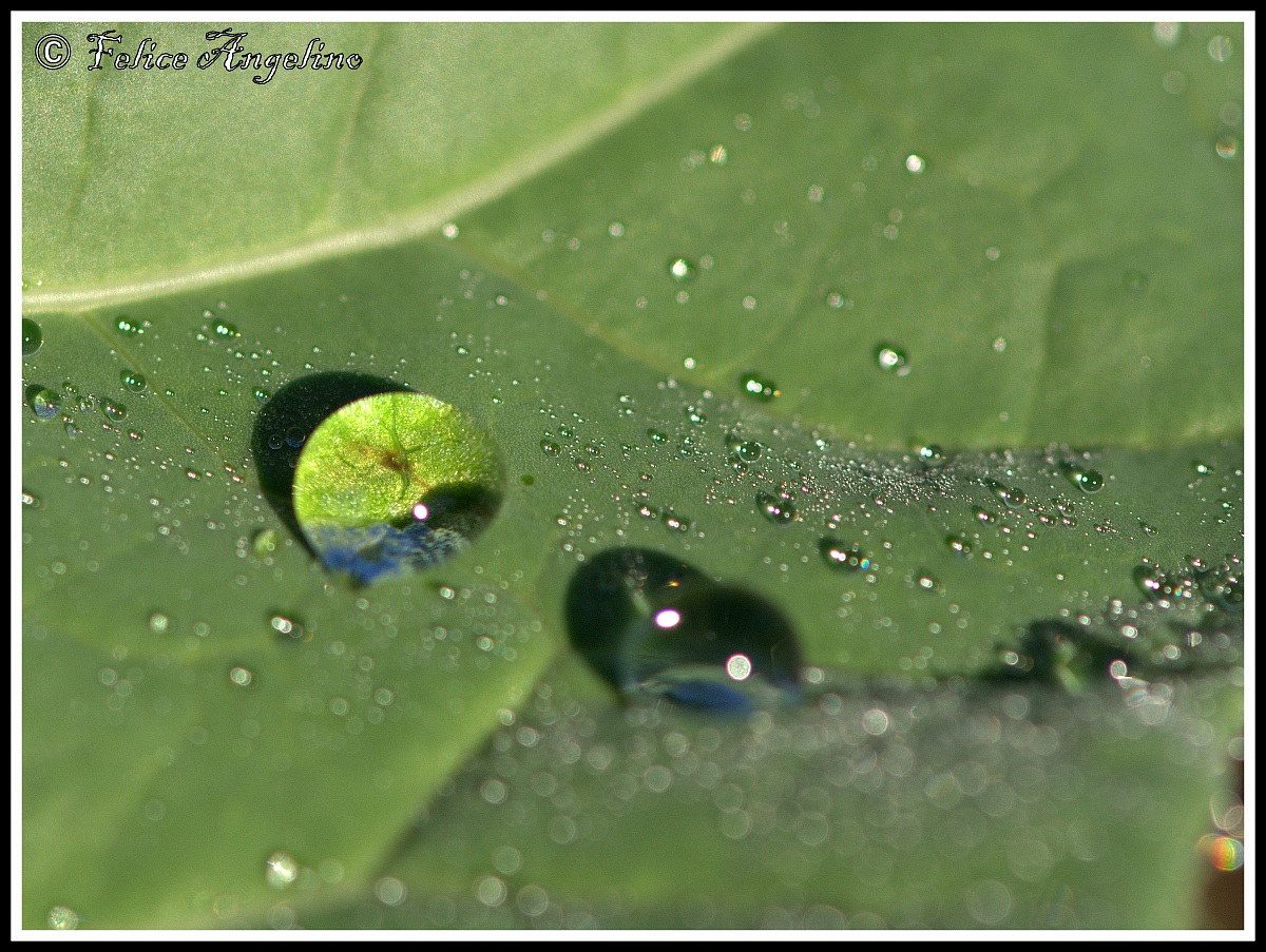 Raindrop