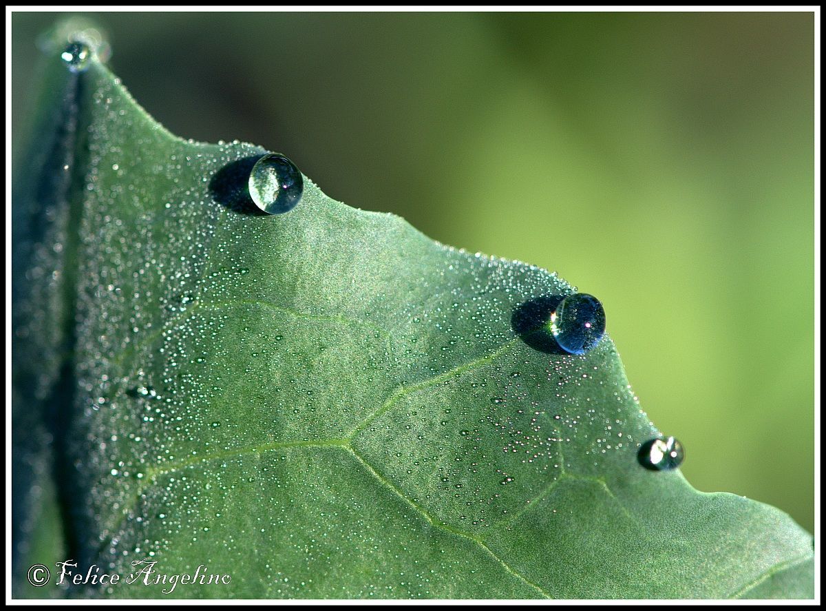 Raindrop