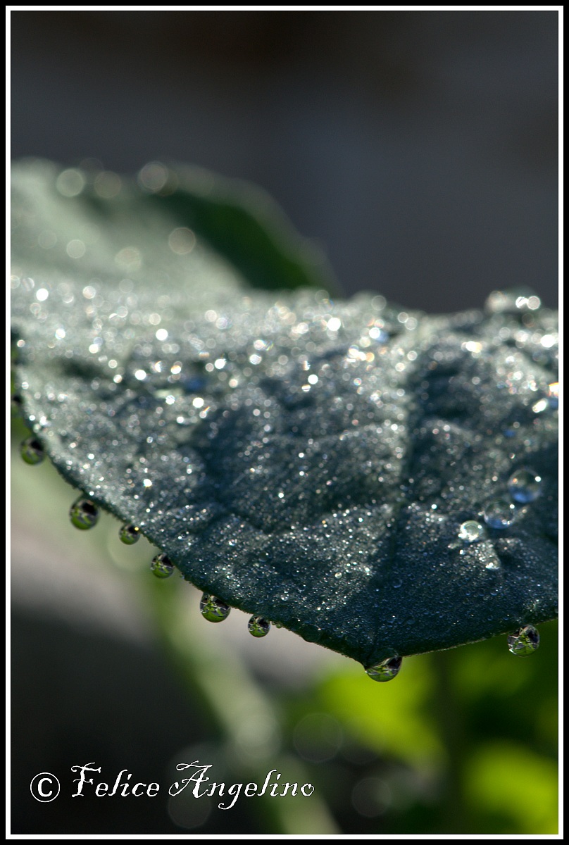 Raindrop