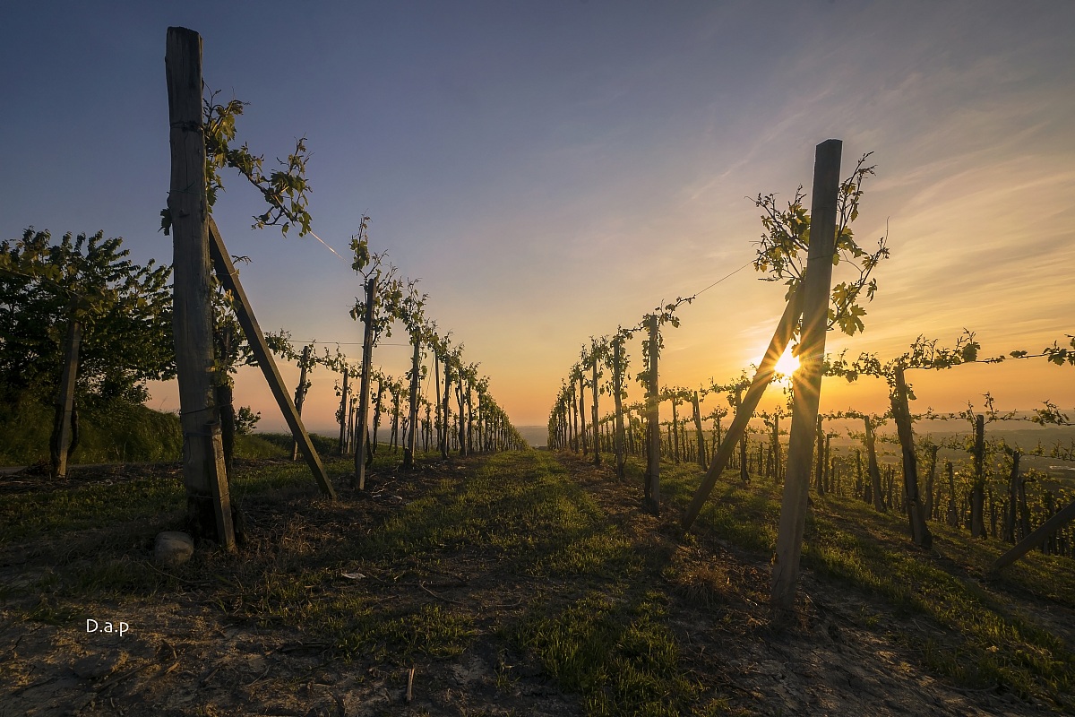 Langhe : il sole tra i vigneti