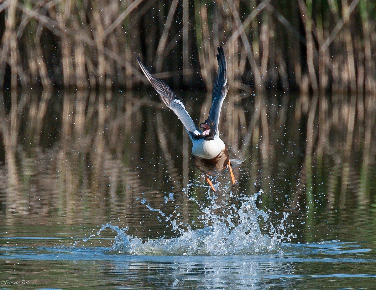 Shoveler departing