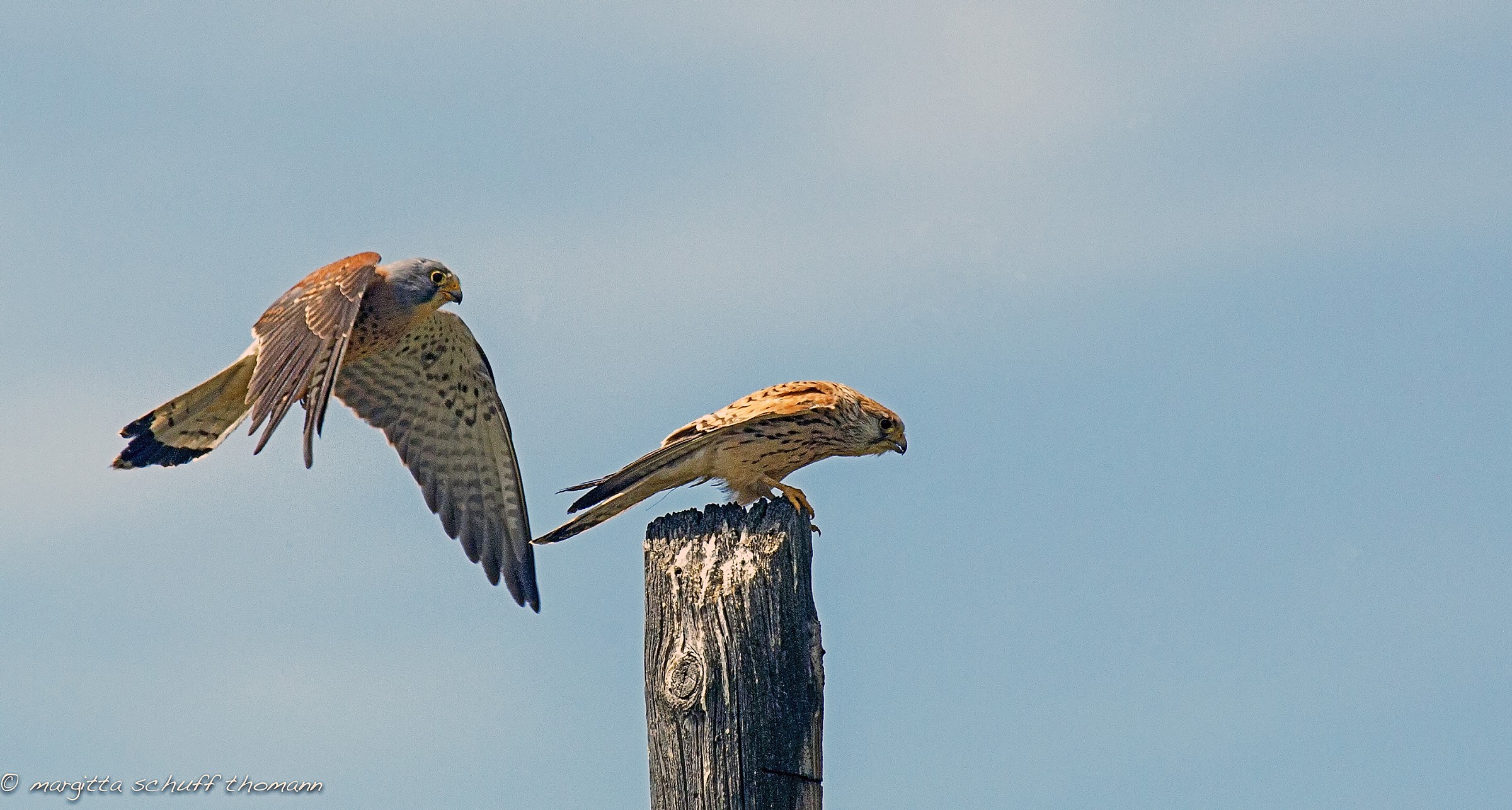 couple lesser kestrel