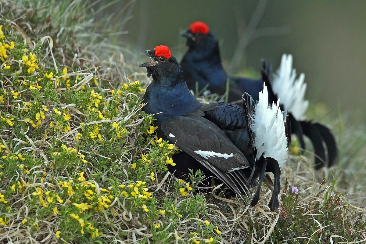 mirage from early rising