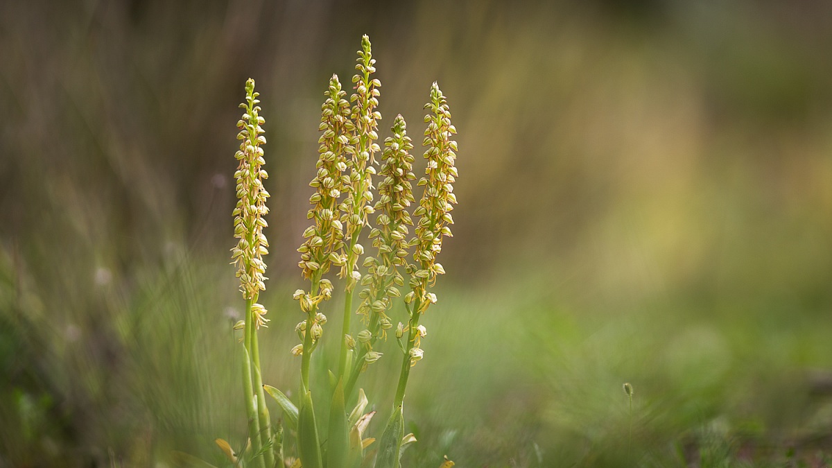 Orchis anthropophora