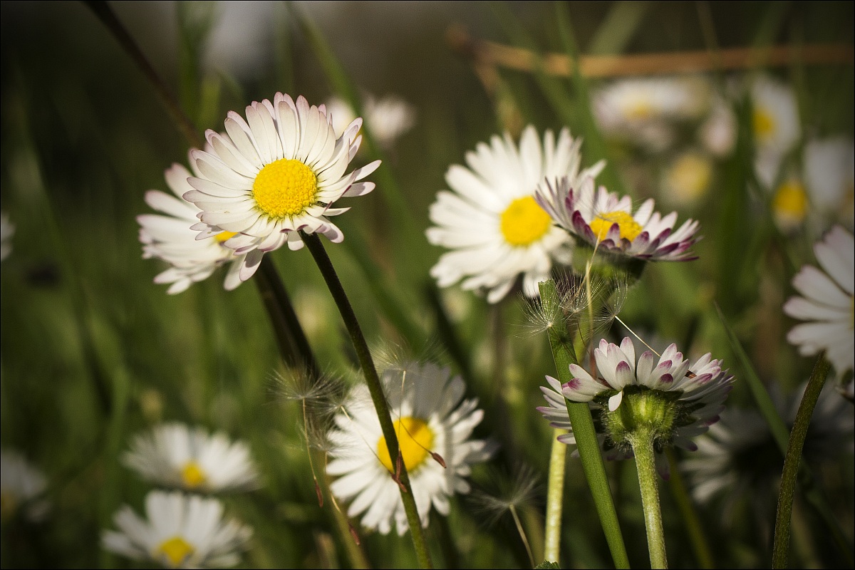 Leucanthemum vulgare