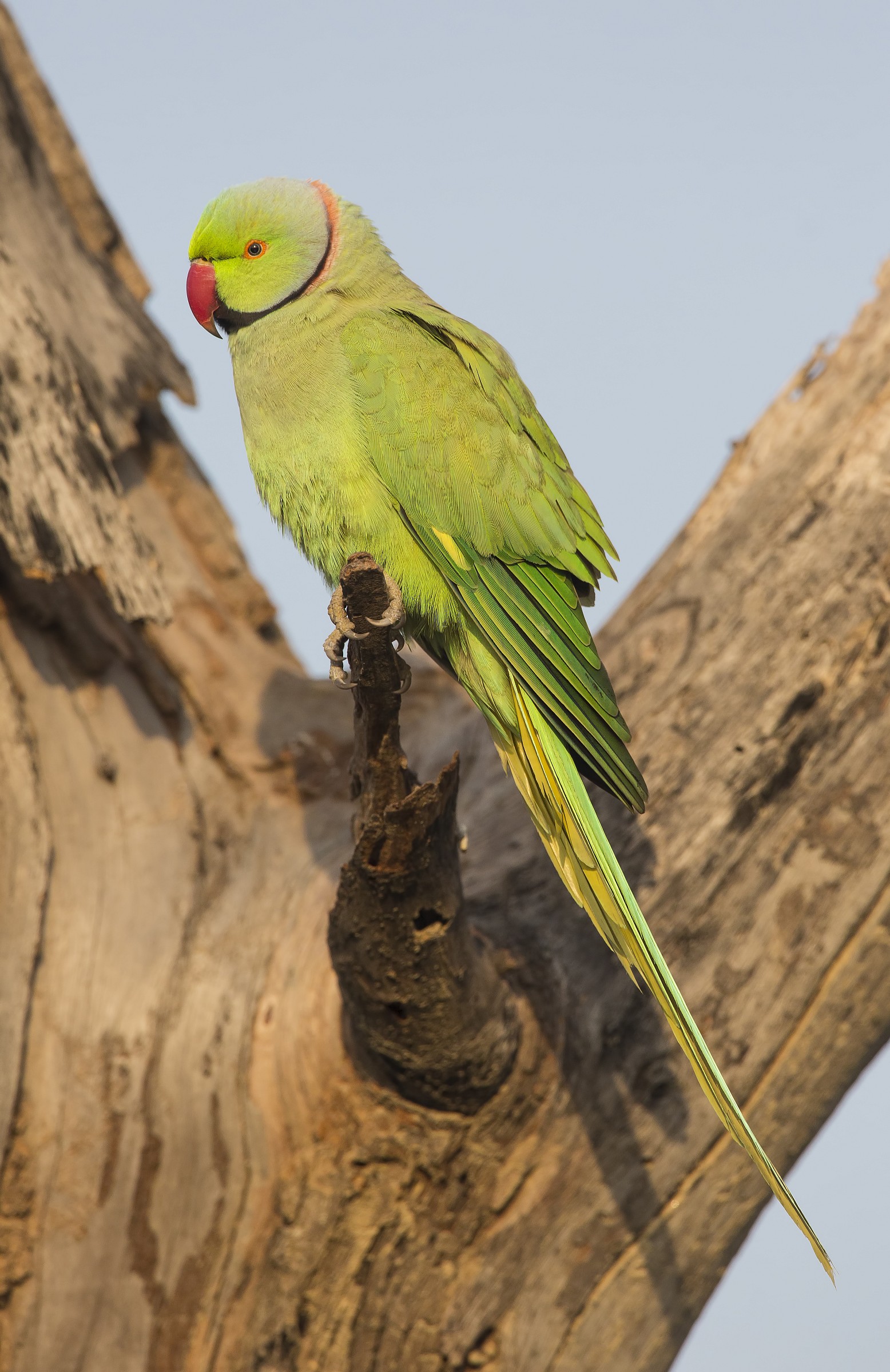Parrocchetto dal collare