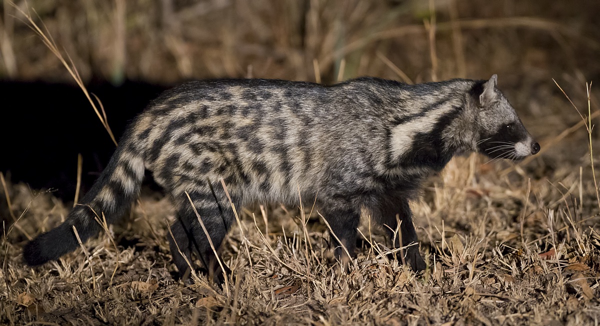 Owl civet
