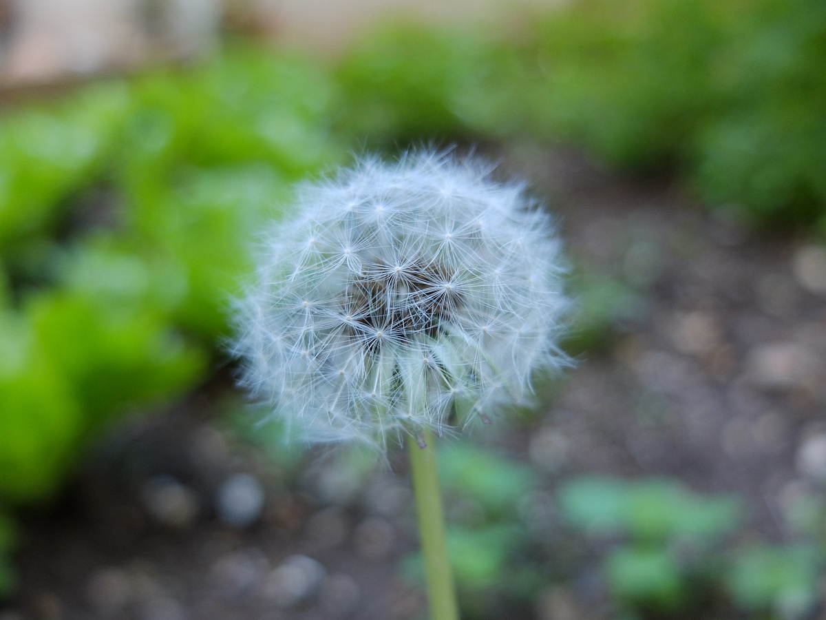 dandelion