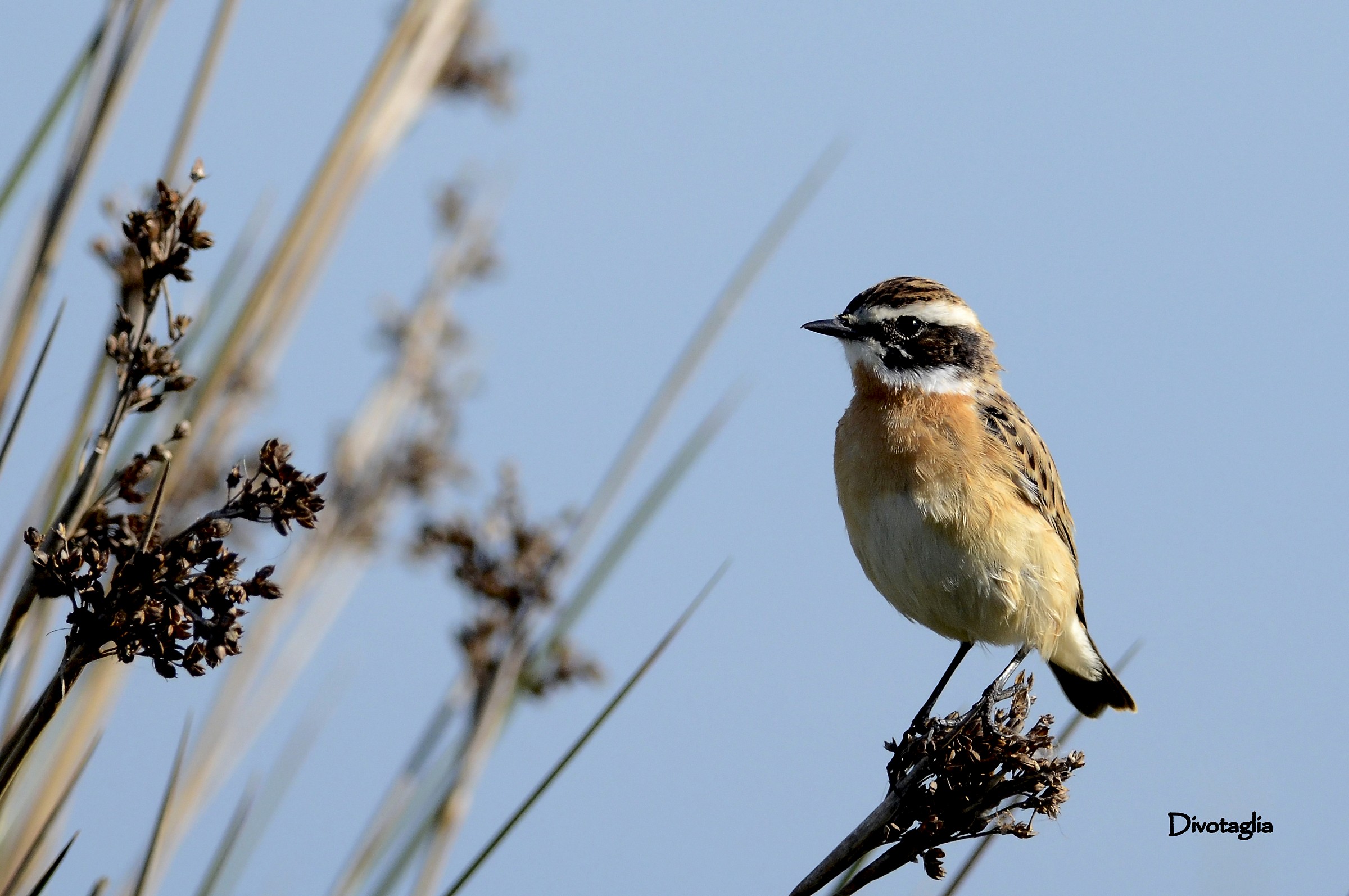 Whinchat (whinchat)