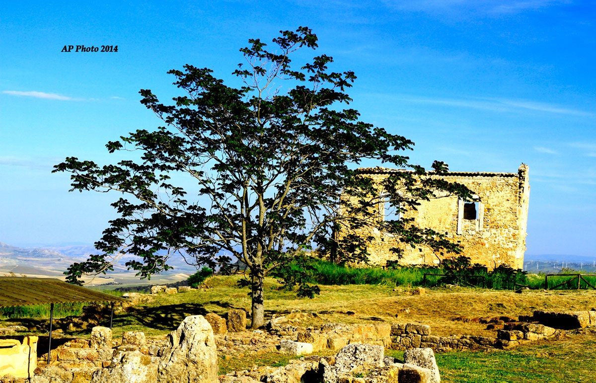Excavations of Morgantina (en) - Tree with ruins in backgrou...