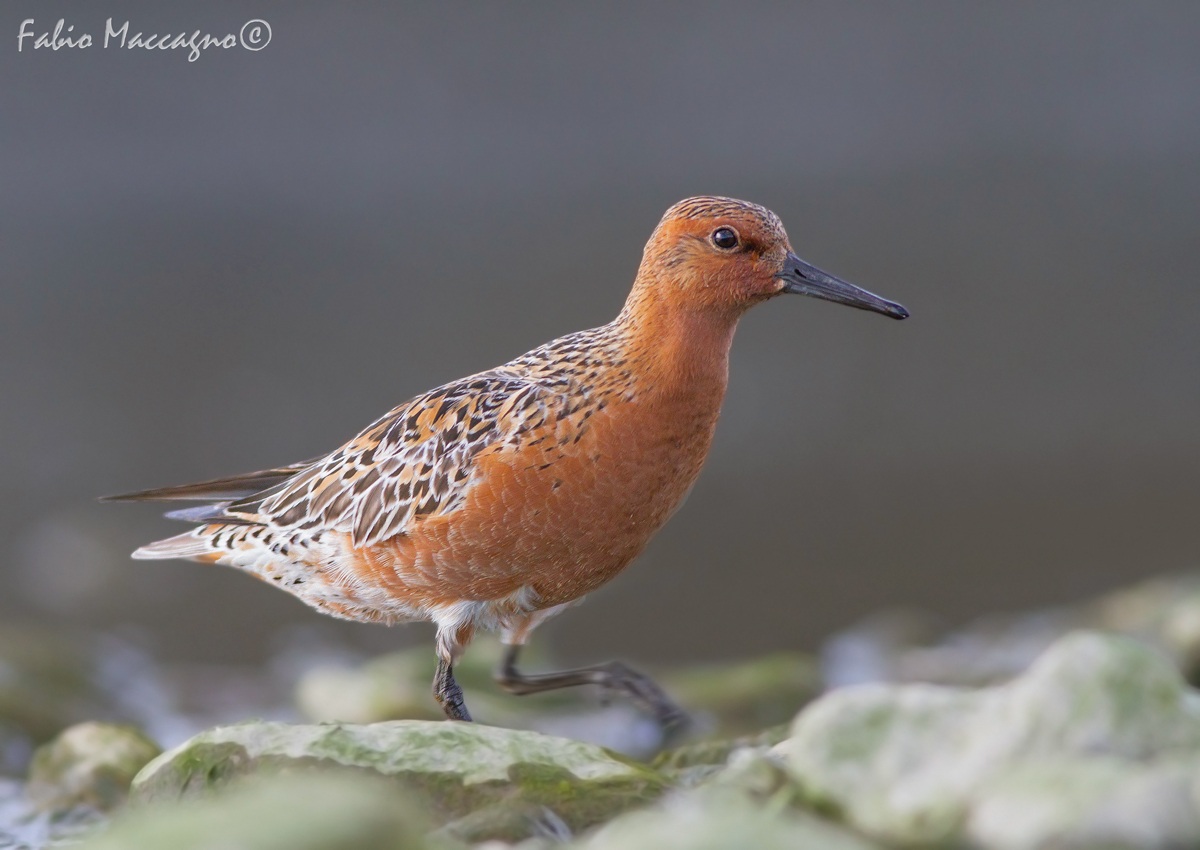 Piovanello maggiore in abito