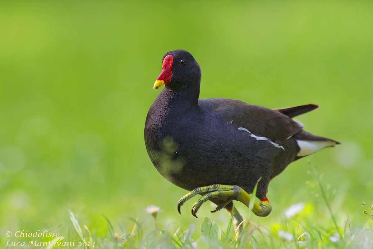 Gallinella in primo piano