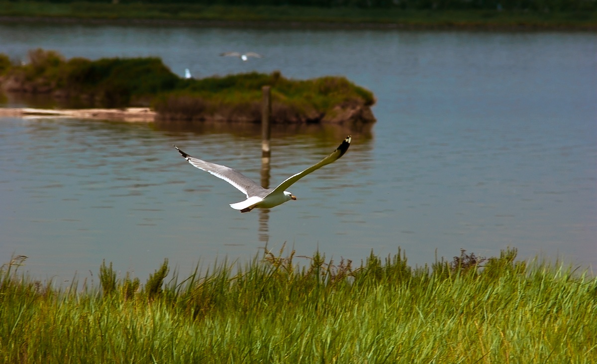 sulle ali della libertà