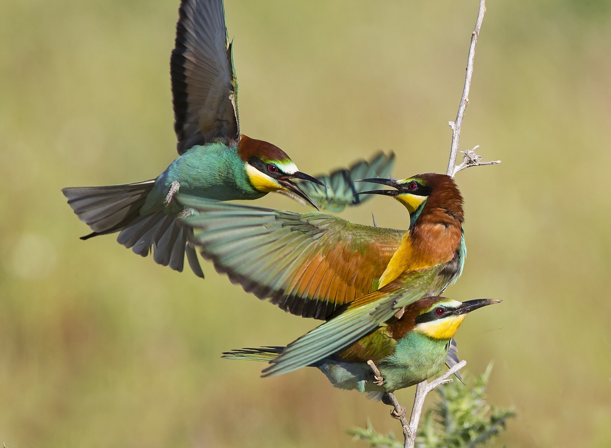 Gruccioni 2014 - L'intruso