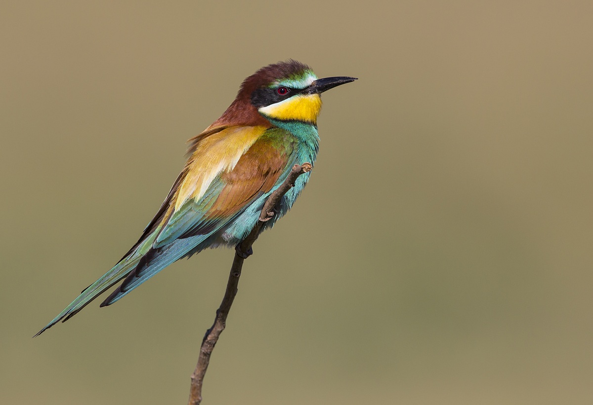 Gruccioni 2014 - Il solitario