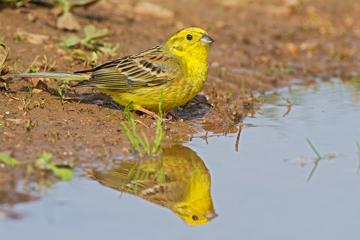 Yellowhammer male