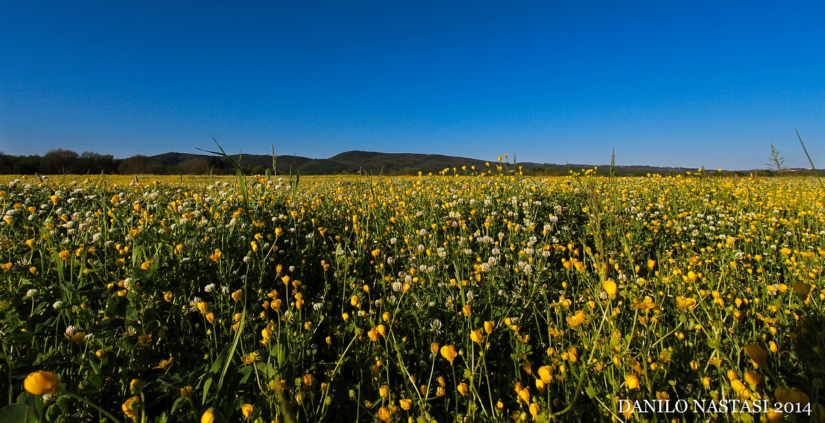 assaggio di primavera