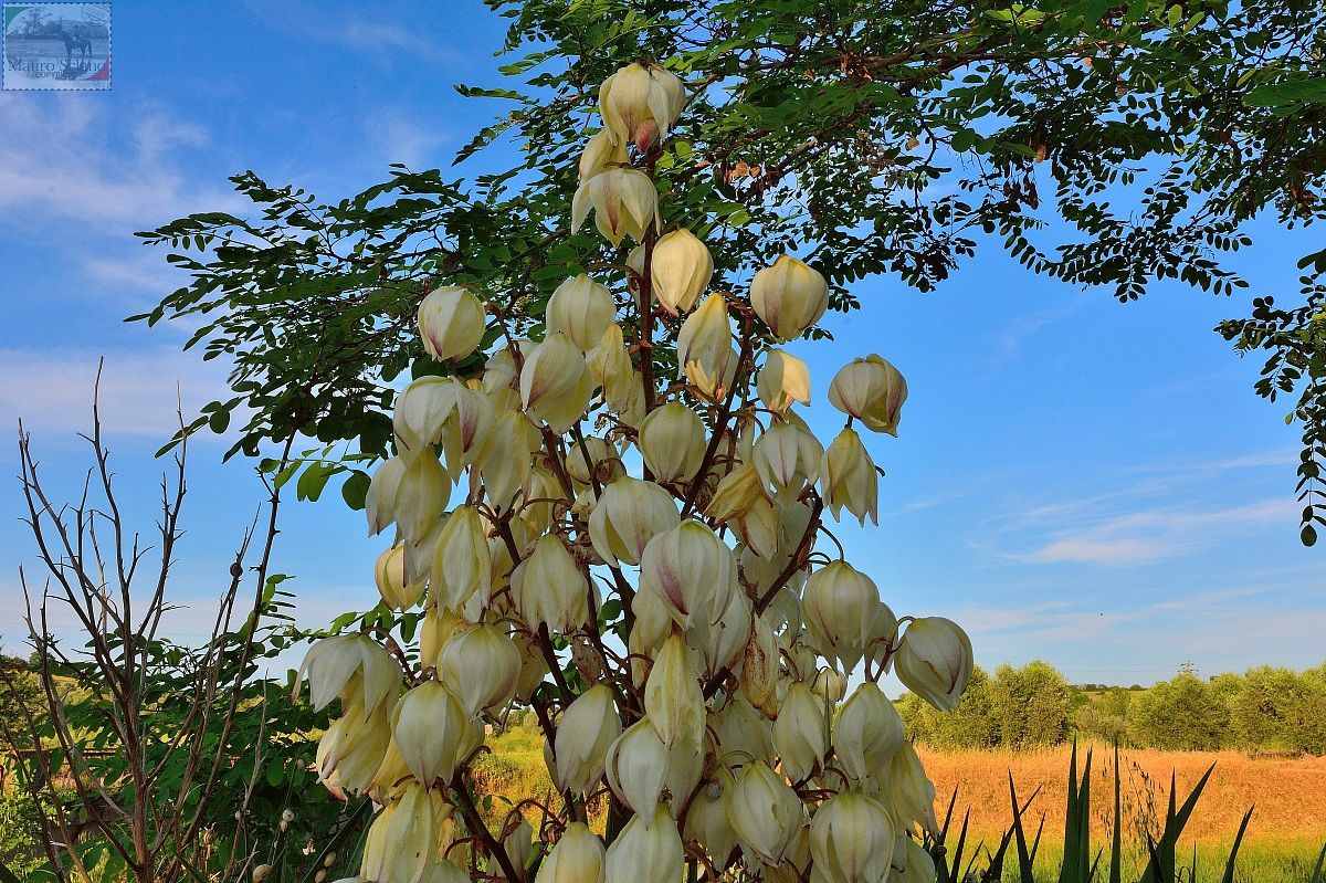 Fiore di Yucca