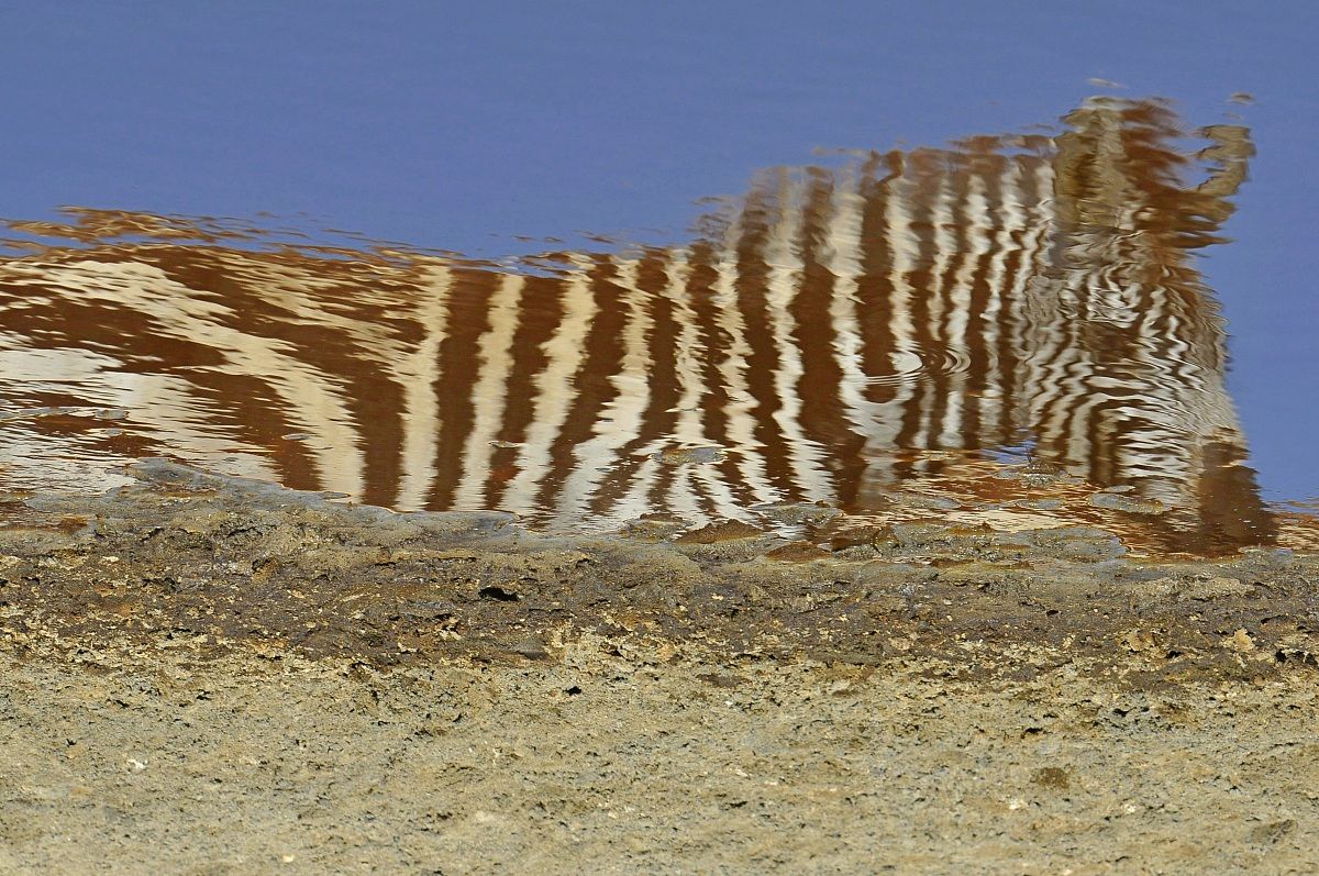 Zebra, free interpretation