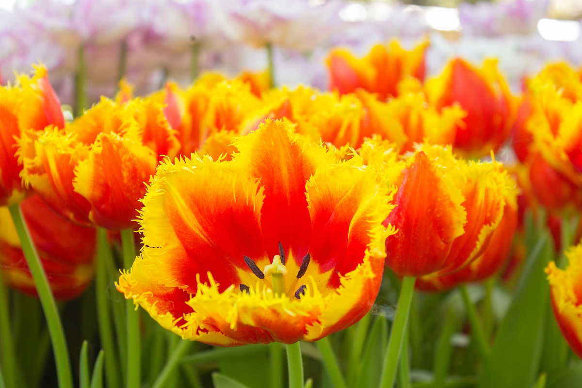 tulipano - Parco Sigurtà