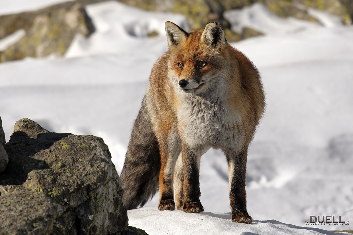 fox on snow