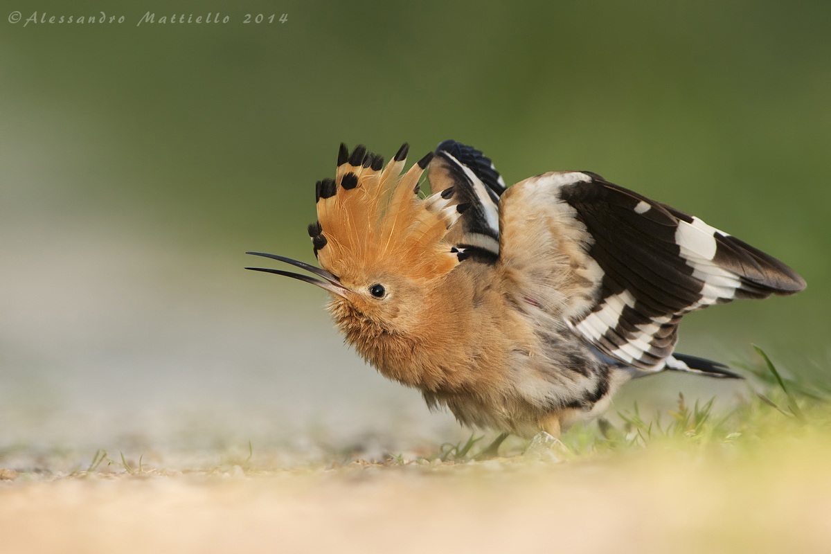 I'm the most beautiful!