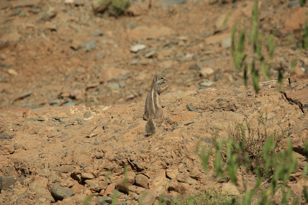 piccolo ospite dell'Atlante