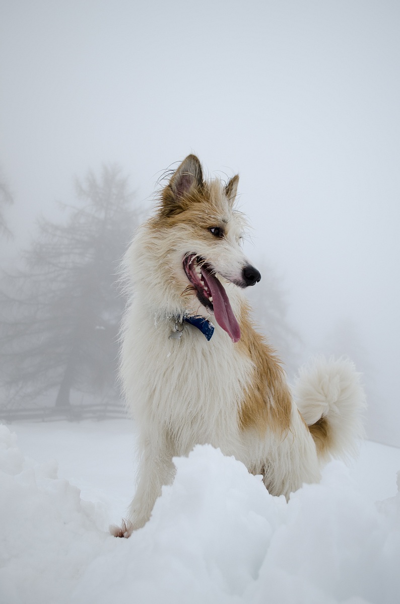Giocando nella nebbia
