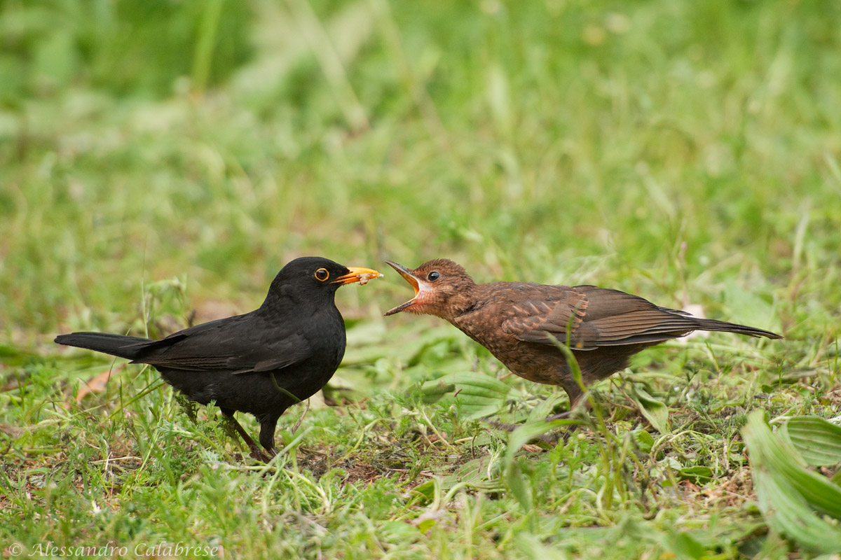 L'imbeccata del merlo
