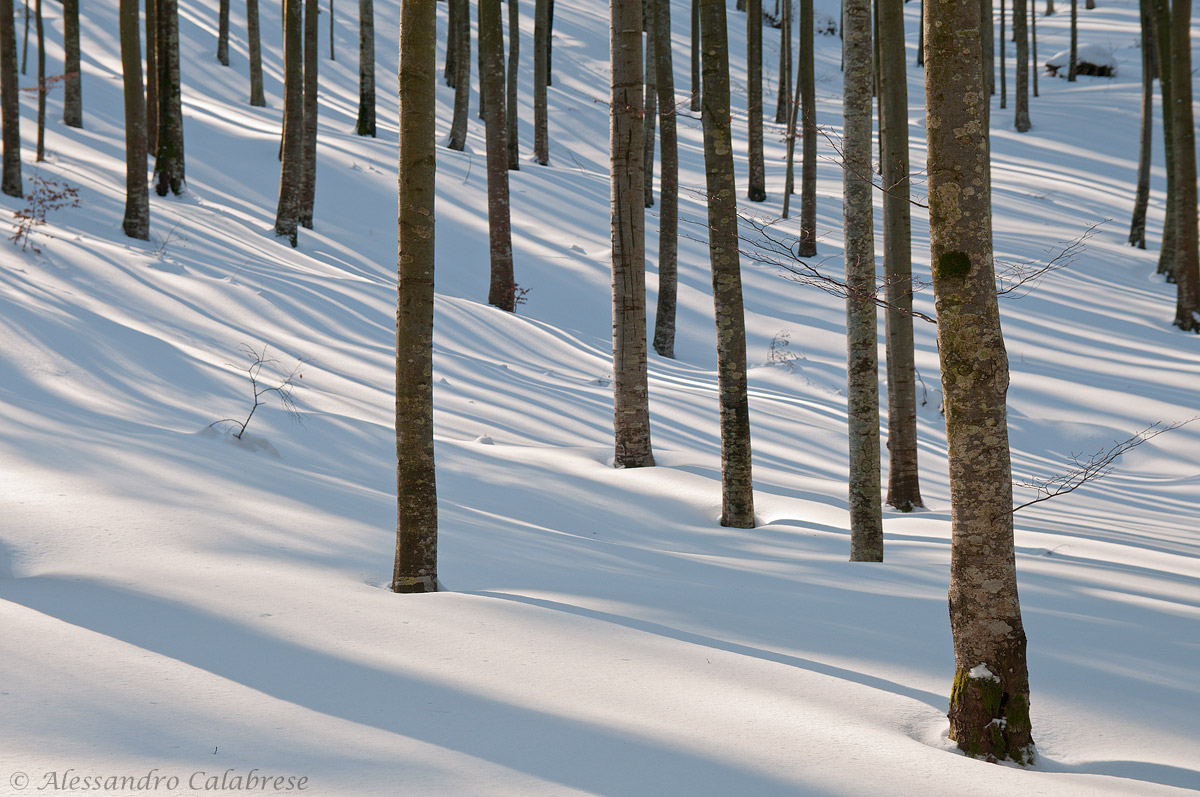Ombre e luci nel bosco