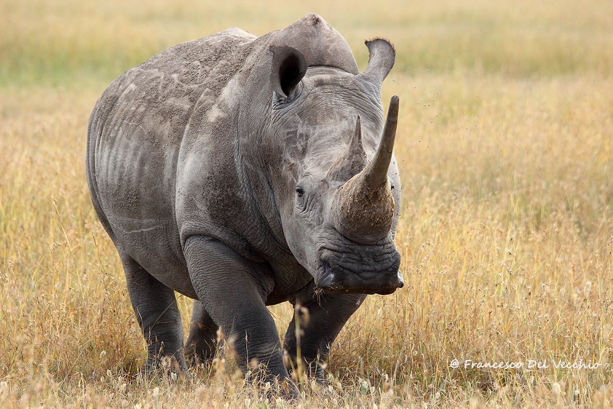 White Rhino Bull