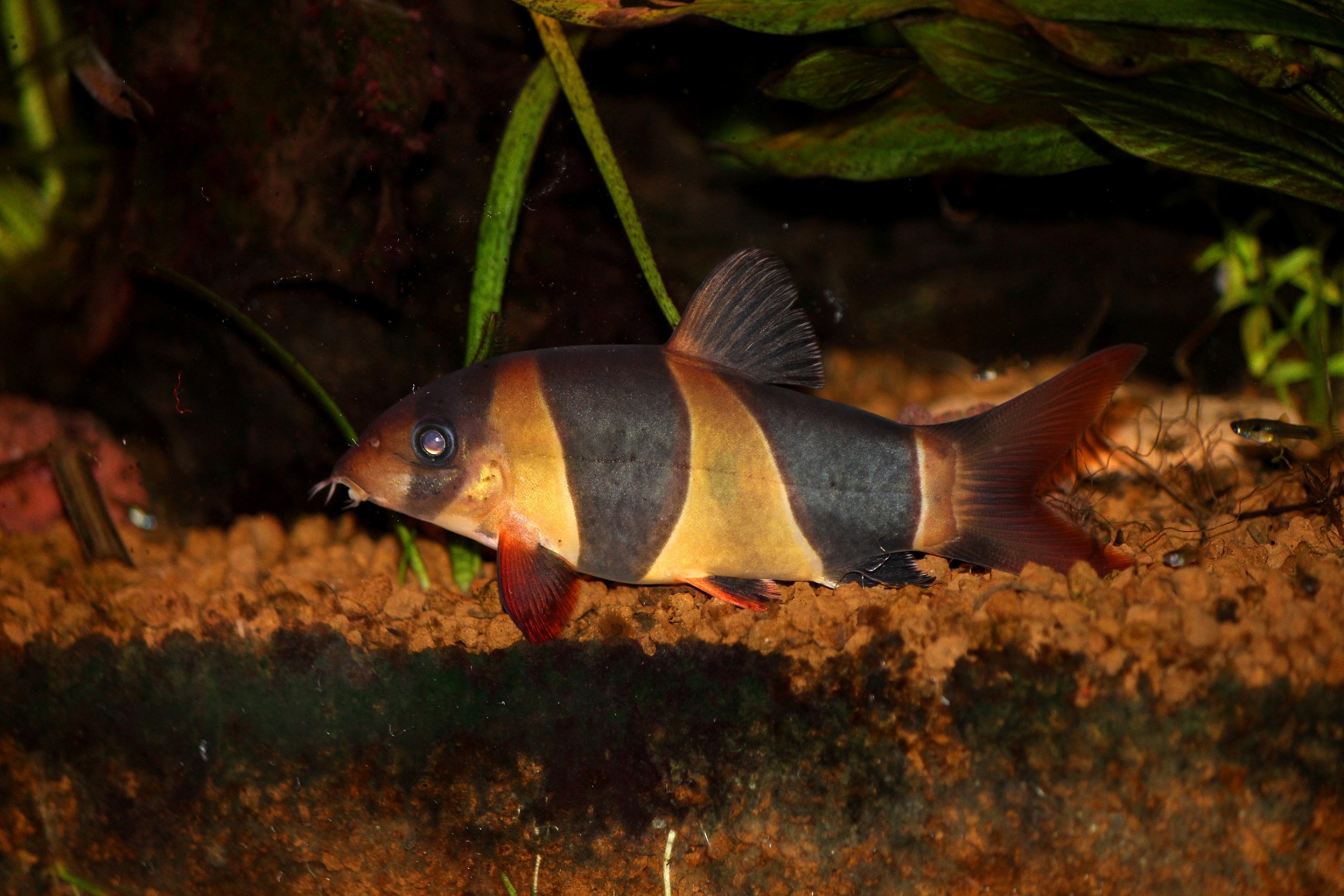 loach loach