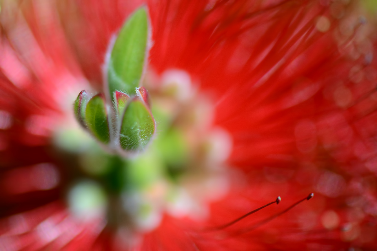 Callistemon