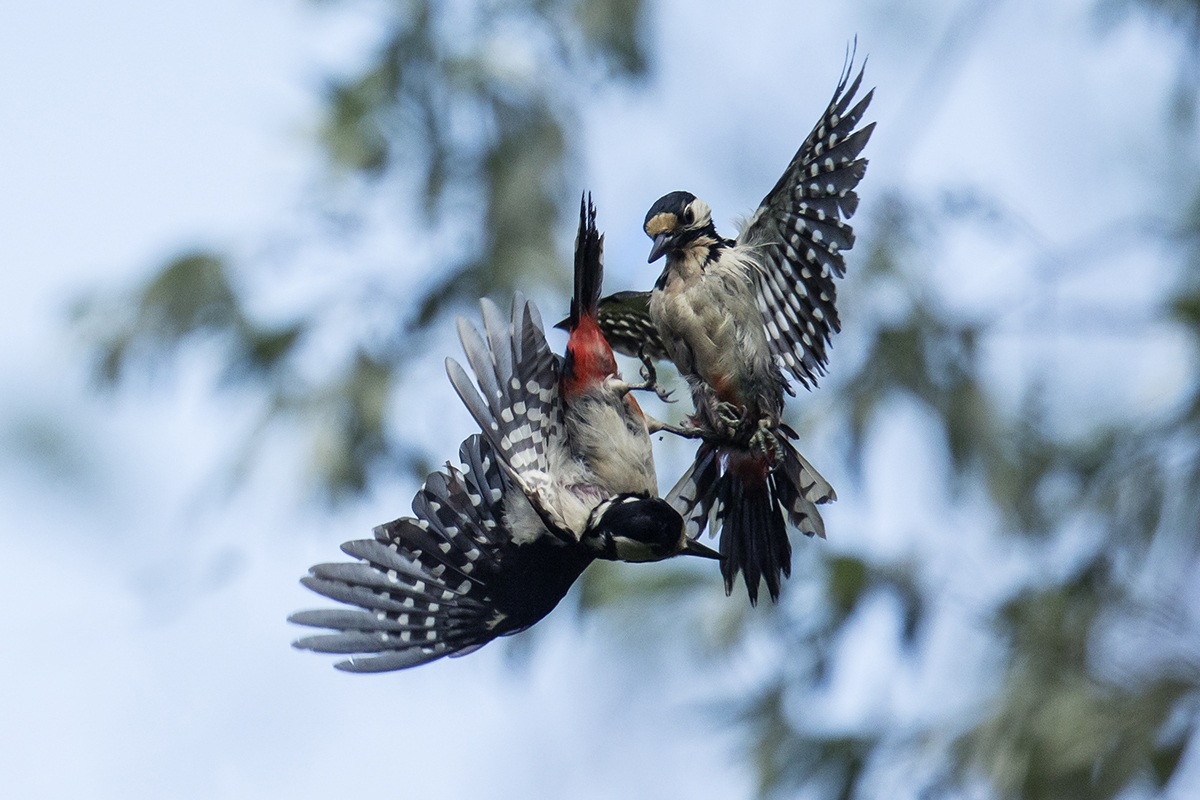 Picchio rosso maggiore ....battibecchi......