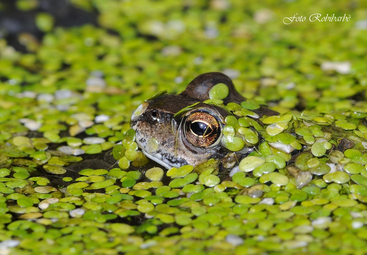 Ranocchia alpina.....