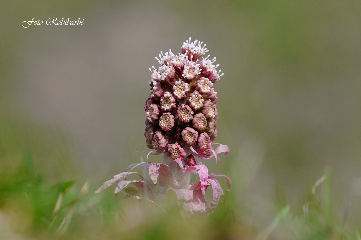 Farfaraccio.... atomico....