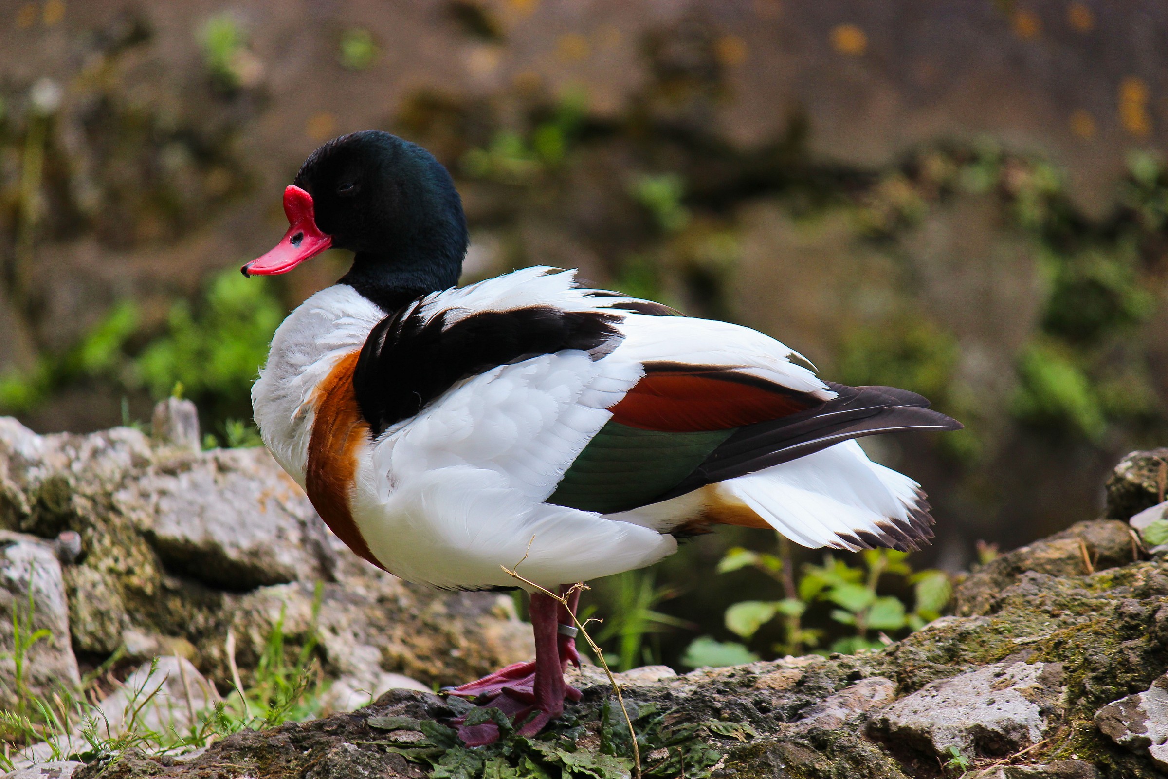 Shelduck