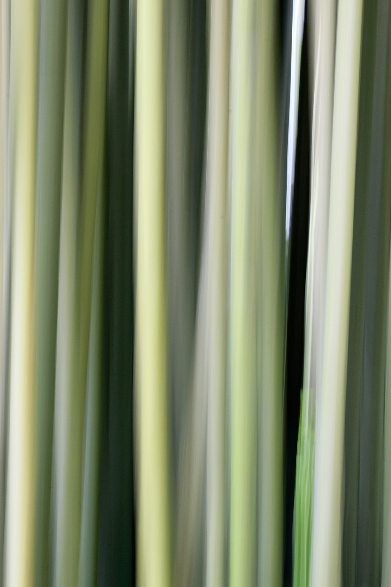 Bamboo stylized