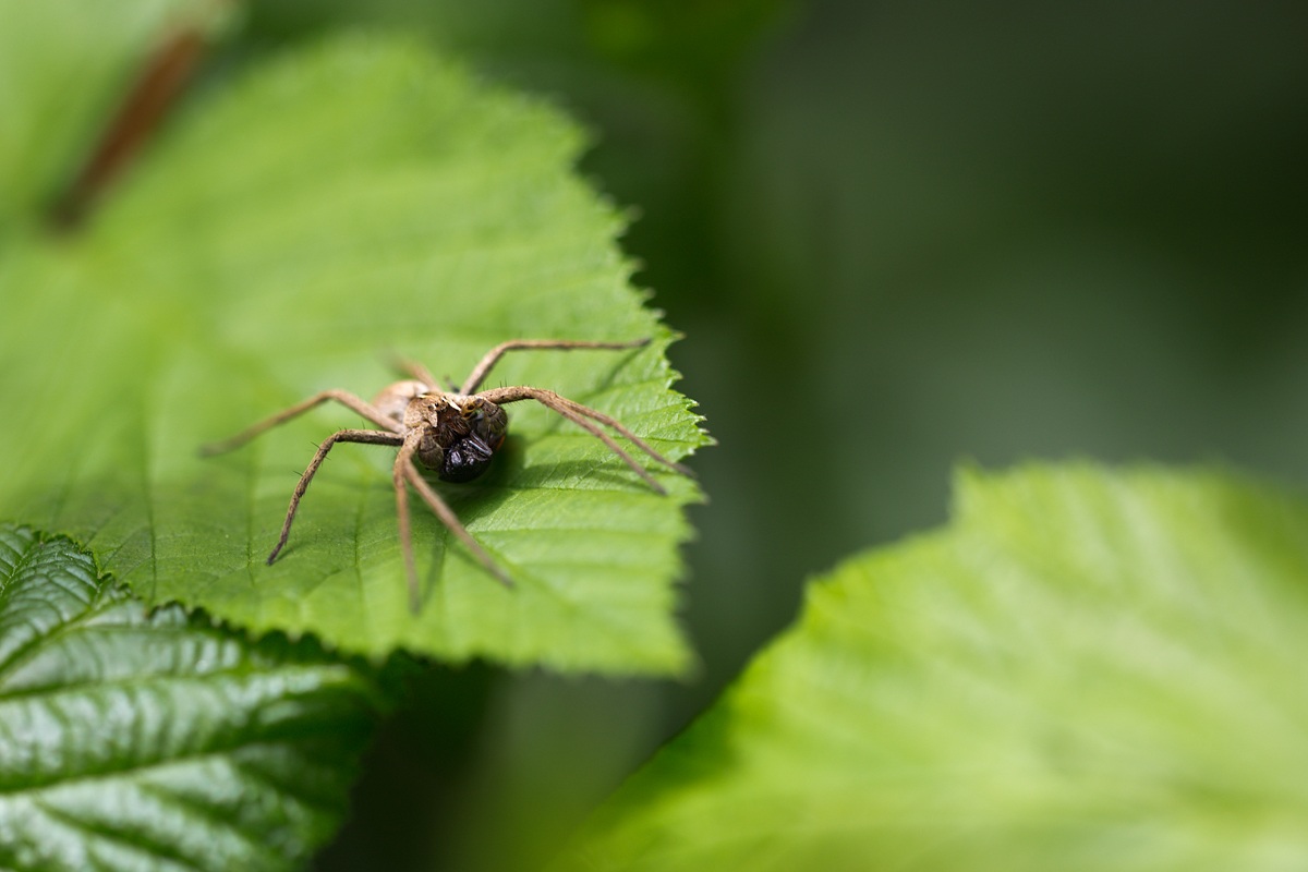 Pisauride con preda Cercopis
